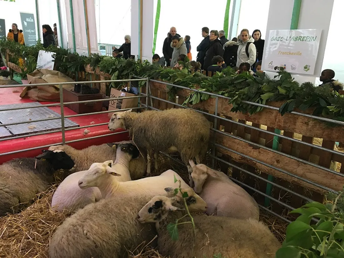 Une journée 100% Côte d’Or aura lieu ce mardi au salon de l’agriculture, à Paris 